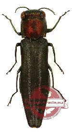 Agrilus sp. 6 (A2)