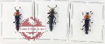 Scientific lot no. 55 Languridae (3 pcs A2)