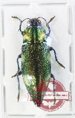 Cyphogastra (s.str.) sp. 34