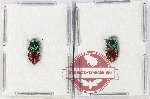 Scientific lot no. 141 Buprestidae (Anthaxia dimidiata) (2 pcs A-)