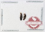 Malachidae Scientific lot no. 28 (2 pcs)