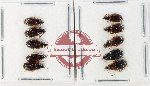Scientific lot no. 1010 Carabidae (10 pcs)