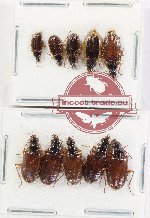 Scientific lot no. 1009 Carabidae (10 pcs)