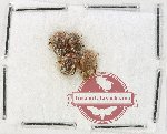 Scientific lot no. 241 Dytiscidae (4 pcs)