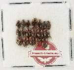 Scientific lot no. 239 Dytiscidae (18 pcs)