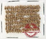 Scientific lot no. 242 Dytiscidae (125 pcs)