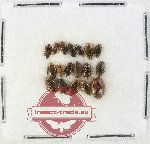 Scientific lot no. 237 Dytiscidae (18 pcs)