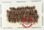 Scientific lot no. 228 Dytiscidae (48 pcs)