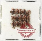 Scientific lot no. 238 Dytiscidae (15 pcs)