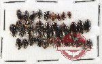 Scientific lot no. 232 Dytiscidae (31 pcs)