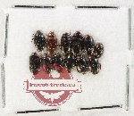 Scientific lot no. 235 Dytiscidae (12 pcs)