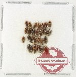 Scientific lot no. 231 Dytiscidae (22 pcs)
