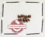 Scientific lot no. 234 Dytiscidae (13 pcs)