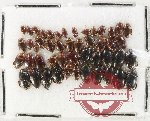 Scientific lot no. 233 Dytiscidae (48 pcs)
