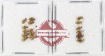 Scientific lot no. 700 Chrysomelidae (16 pcs)