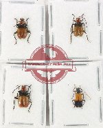 Scientific lot no. 694 Chrysomelidae (4 pcs)