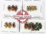 Scientific lot no. 697 Chrysomelidae (16 pcs - 5 pcs A2)