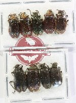 Scientific lot no. 695 Chrysomelidae (9 pcs)