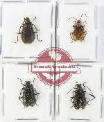 Scientific lot no. 693 Chrysomelidae (4 pcs - 2 pcs A2)