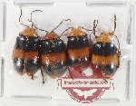 Scientific lot no. 687 Chrysomelidae (4 pcs)