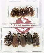 Scientific lot no. 696 Chrysomelidae (10 pcs)
