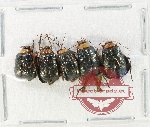 Scientific lot no. 689 Chrysomelidae (5 pcs)
