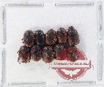 Scientific lot no. 1102 Coprophaga (Onthophagus spp.) (10 pcs)