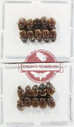 Scientific lot no. 1101 Coprophaga (Onthophagus spp.) (20 pcs)