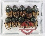 Scientific lot no. 1108 Coprophaga (Onthophagus spp.) (10 pcs)