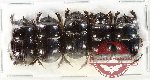 Scientific lot no. 1092 Coprophaga (Coprini) (5 pcs)