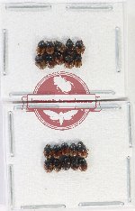 Scientific lot no. 1097 Coprophaga (Onthophagus spp.) (20 pcs)
