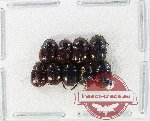 Scientific lot no. 1113 Coprophaga (Onthophagus spp.) (9 pcs)