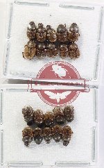Scientific lot no. 1104 Coprophaga (Onthophagus spp.) (20 pcs)