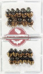 Scientific lot no. 1111 Coprophaga (Onthophagus sp. mix) (20 pcs)