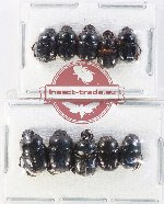 Scientific lot no. 1114 Coprophaga (10 pcs)