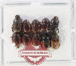 Scientific lot no. 1101A Coprophaga (Onthophagus spp.) (10 pcs)