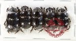 Scientific lot no. 1094 Coprophaga (Coprini) (5 pcs)