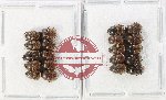 Scientific lot no. 1102A Coprophaga (Onthophagus spp.) (20 pcs)