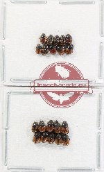 Scientific lot no. 1100 Coprophaga (Onthophagus spp.) (20 pcs)