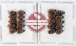 Scientific lot no. 1105 Coprophaga (Onthophagus spp.) (20 pcs)