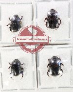 Scientific lot no. 1096 Coprophaga (4 pcs - 3 pcs A2)