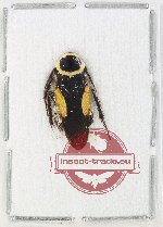 Scientific lot no. 139 Blattodea (1 pc A2)
