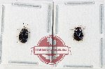 Scientific lot no. 1539 Heteroptera (2 pcs)