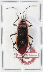 Pyrhocoidae sp. 8