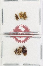 Scientific lot no. 1541 Heteroptera (6 pcs)