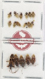 Scientific lot no. 1540 Heteroptera (17 pcs)