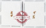 Scientific lot no. 54 Formicidae (10 pcs)