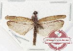 Scientific lot no. 31 Mantidae (1 pc A2)