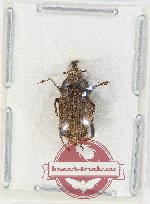 Curculionidae sp. 197