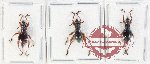 Scientific lot no. 1111 Curculionidae (3 pcs)